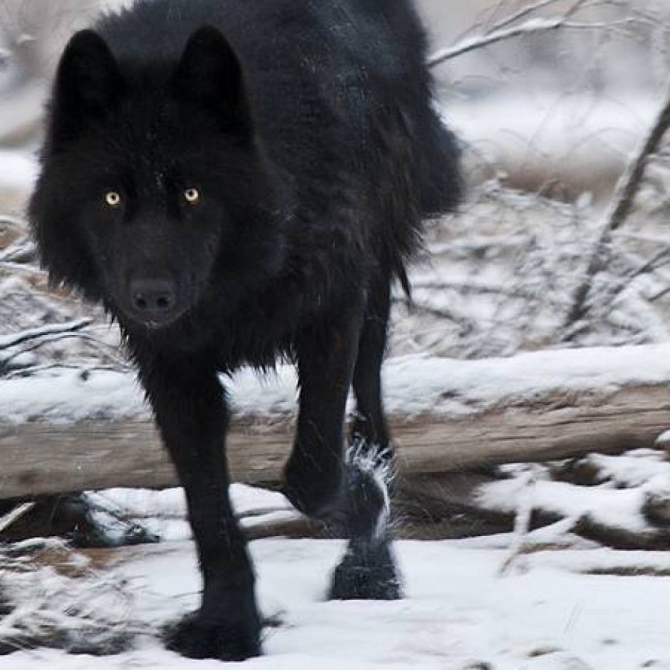 Огромный черный волк