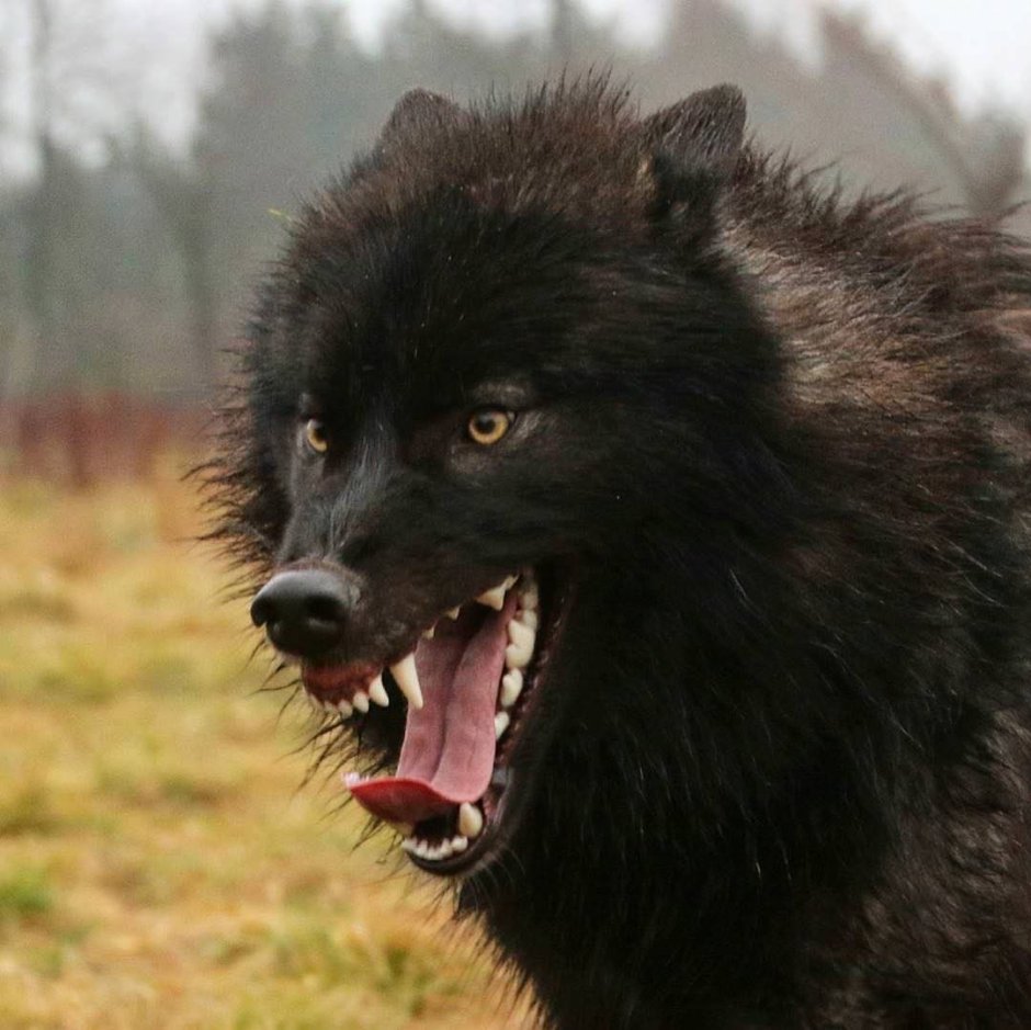Волчий оскал чёрного волка