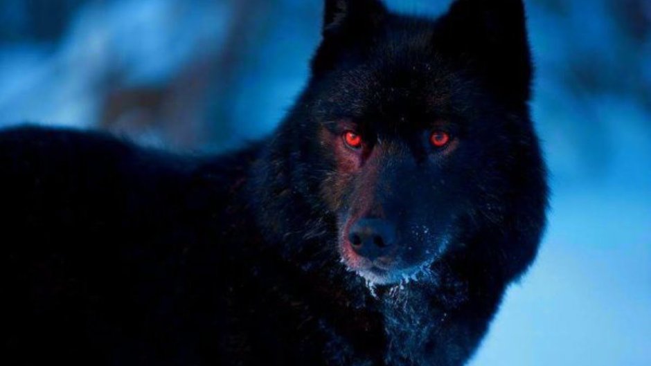 Волкособ черный злой