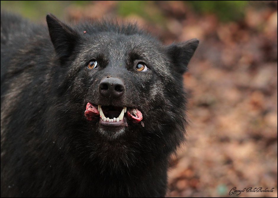 Чёрный волк оскал