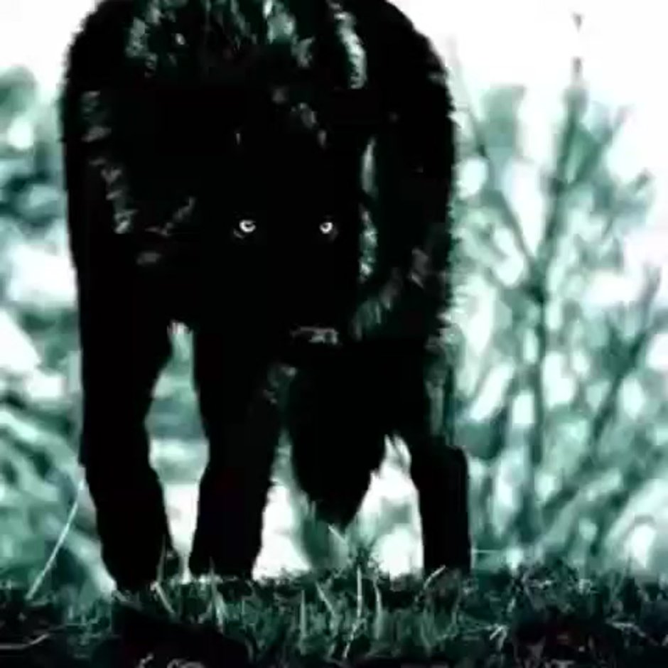 Волк Ичкерии на черном