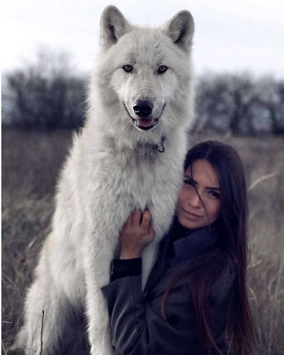 Волкособ швейцарская овчарка