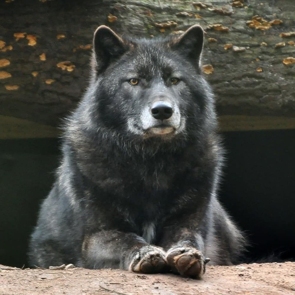 Огромный волк одиночка