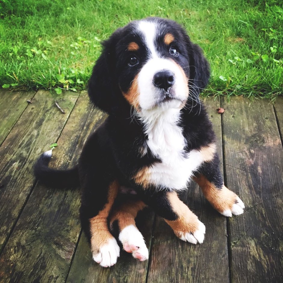 Bernese напиток
