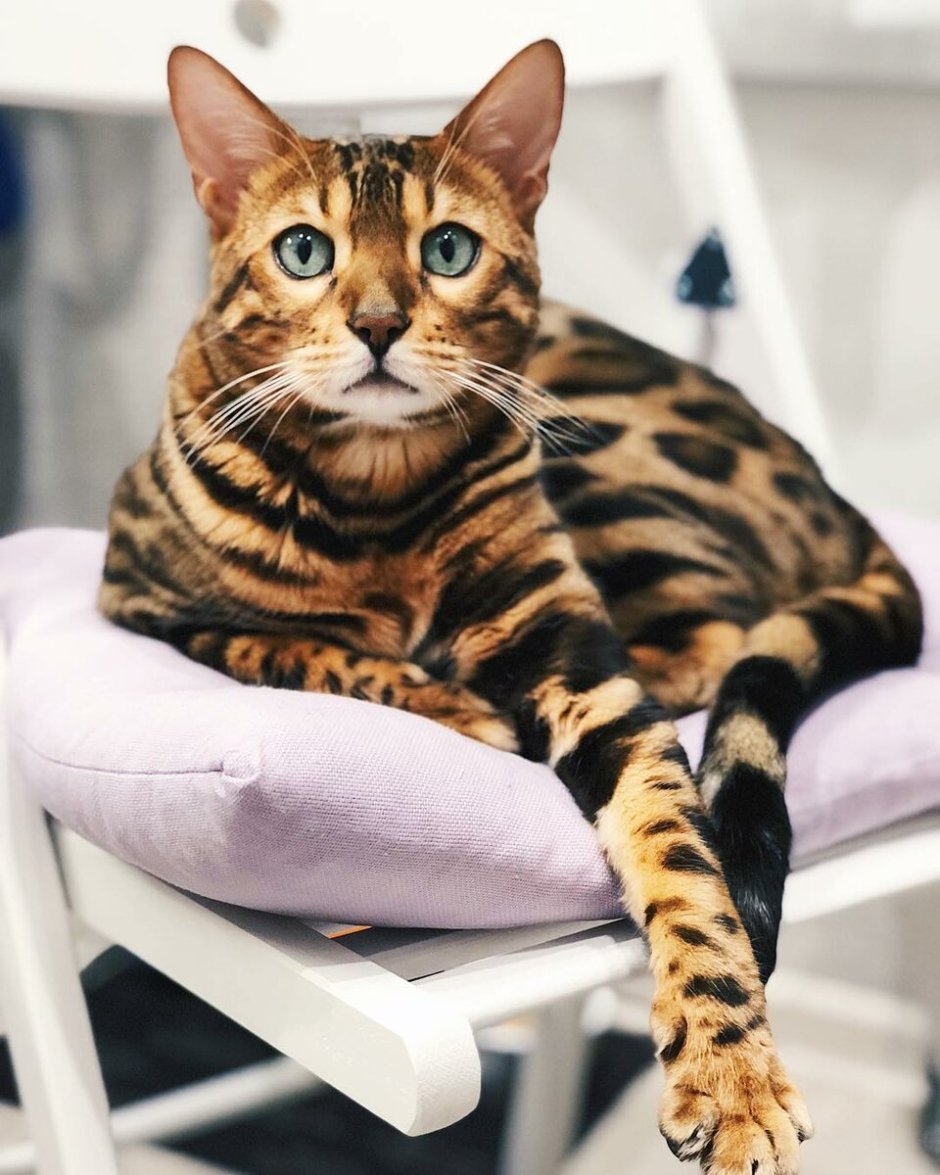Бельгийская кошка