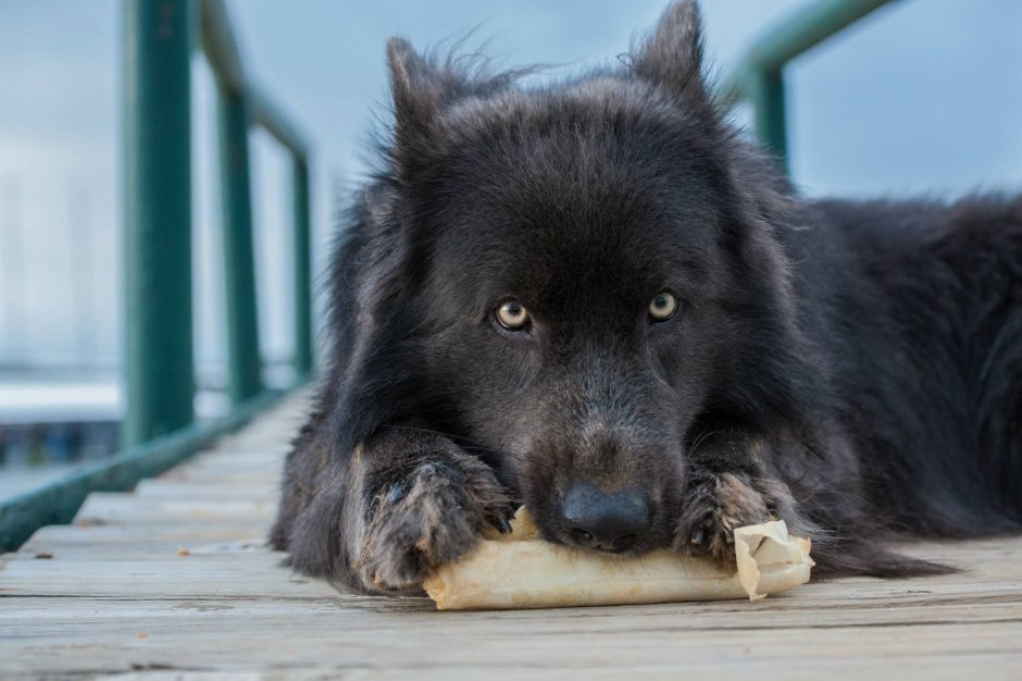 Волкособ вольфхунд