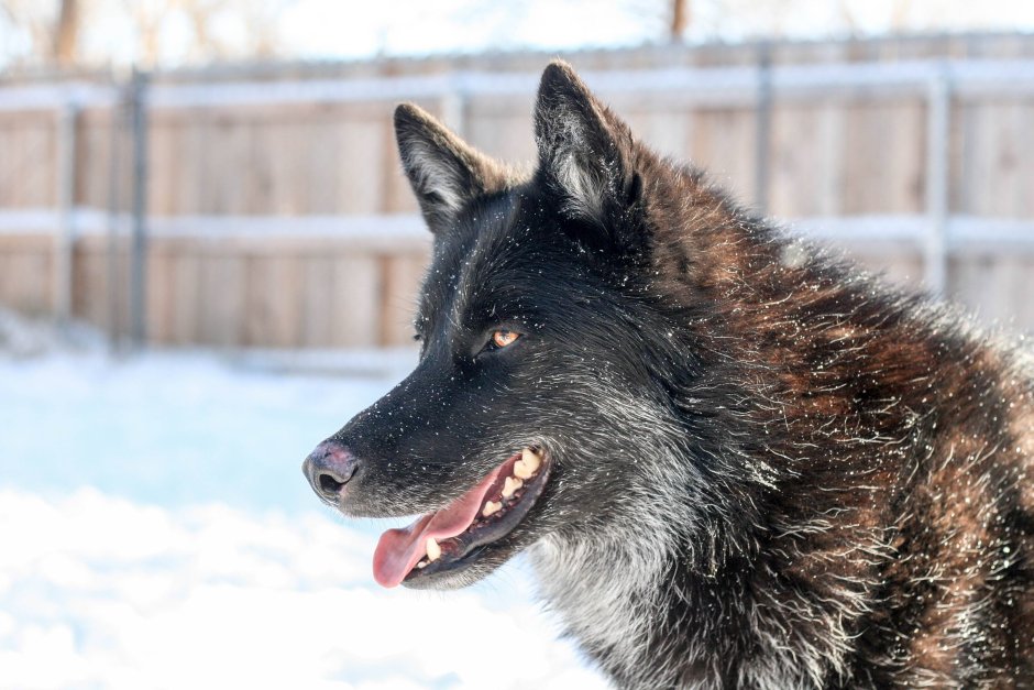 Волкособ вольфхунд