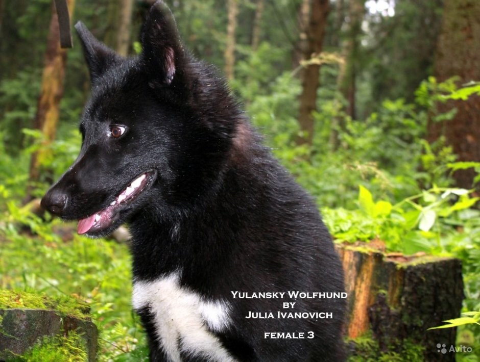 Аляскинский вольфхунд