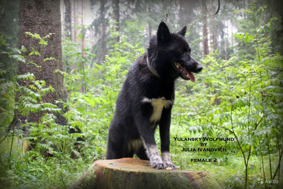Волкособ гибрид волка