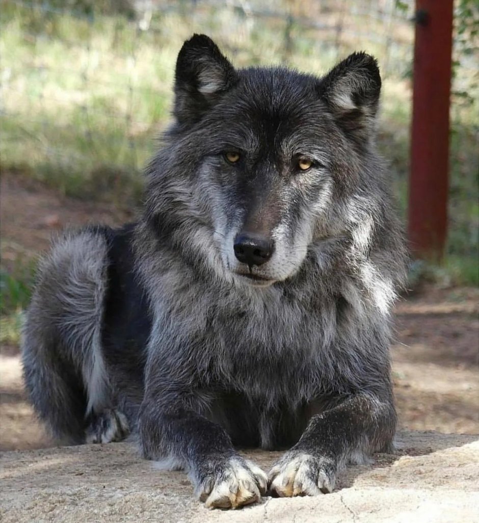 Аляскинский вольфхунд