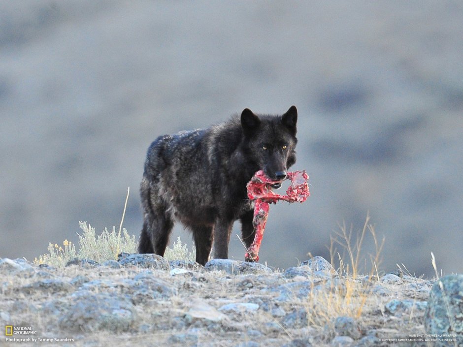 Вольфхунд волкособы