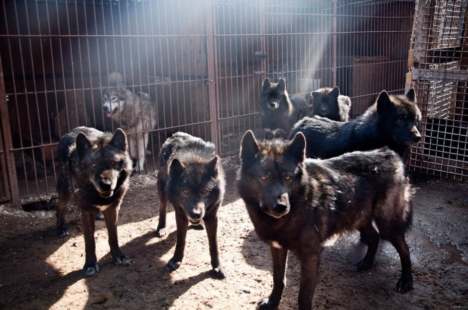 Канадский волк меланист