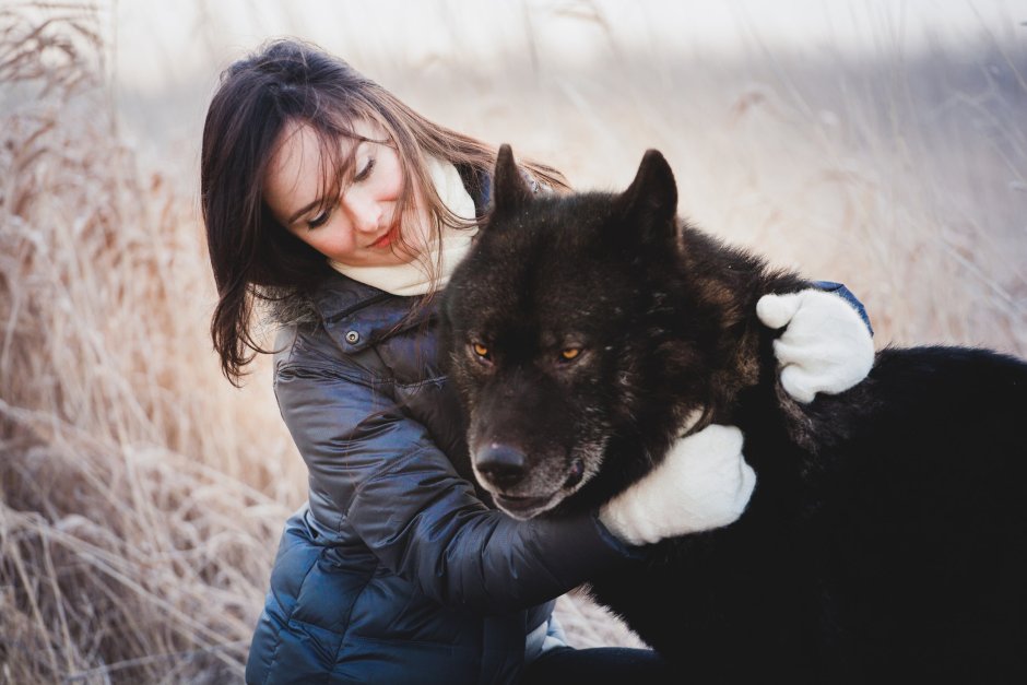 Волкособ черный