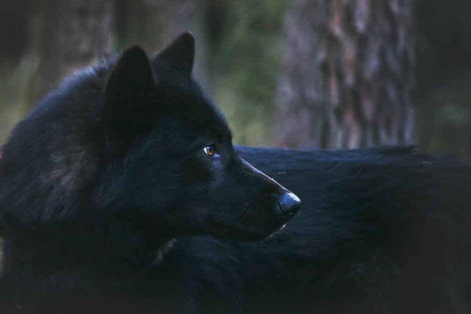 Вольфхунд Юлии Иванович