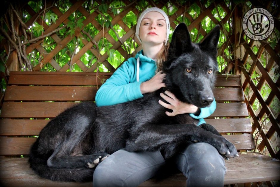 Волкособ гибрид волка