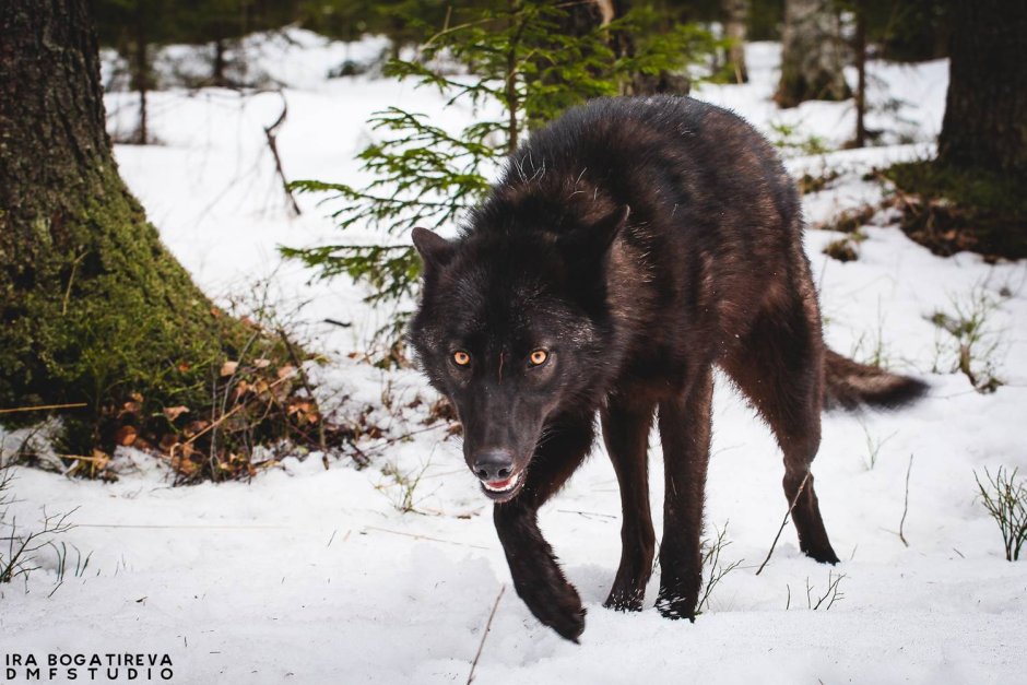 Аляскинский вольфхунд