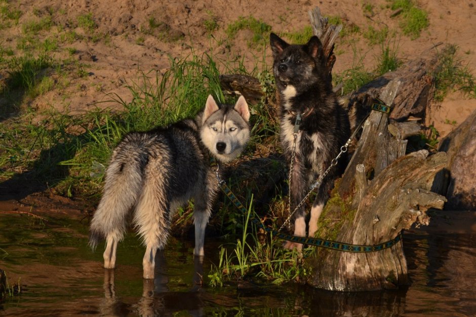 Чехословацкий влчак