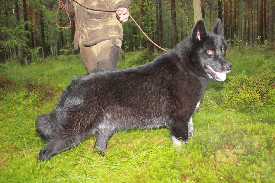 Канадский волкособ вольфхунд