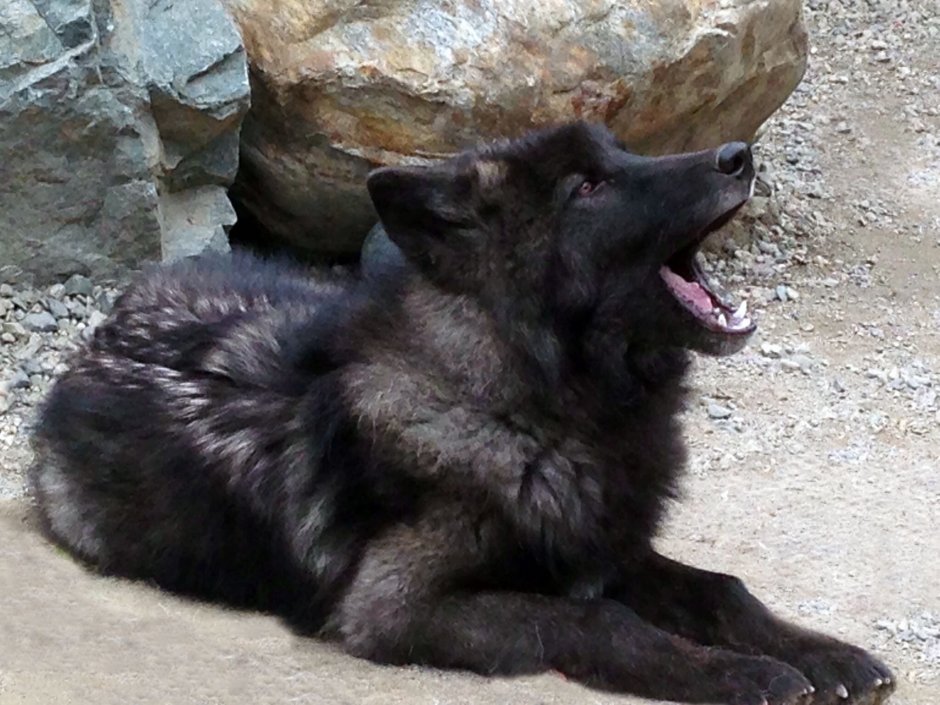 Волкособ гибрид волка