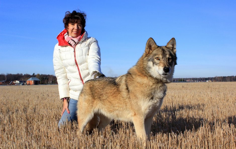 Вольфхунд шпиц