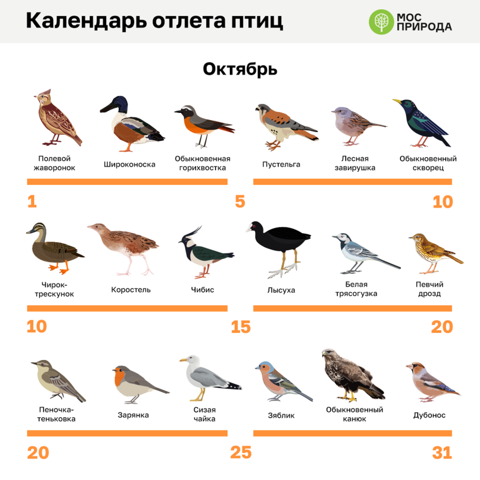 Календарь отлета птиц на Юг