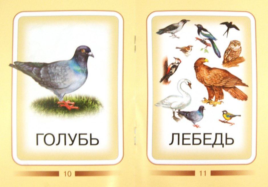 Развивающие карточки птицы