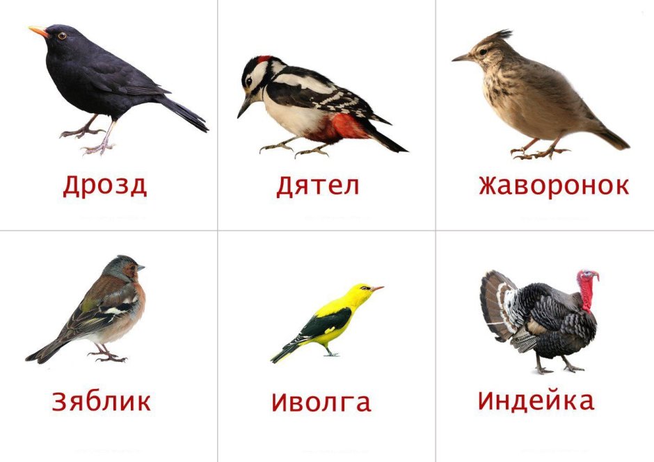 Перелетные птицы карточки для детей
