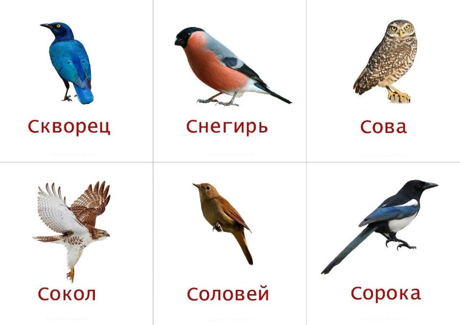 Карточки перелетные и зимующие птицы для детей