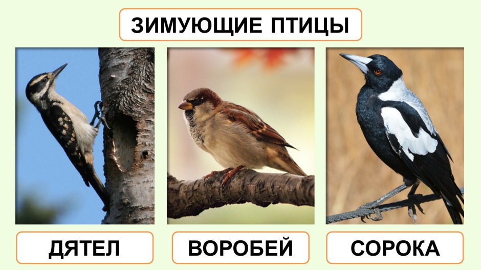 Дятел Воробей сорока