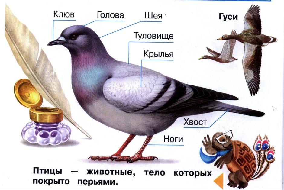 Строение птицы