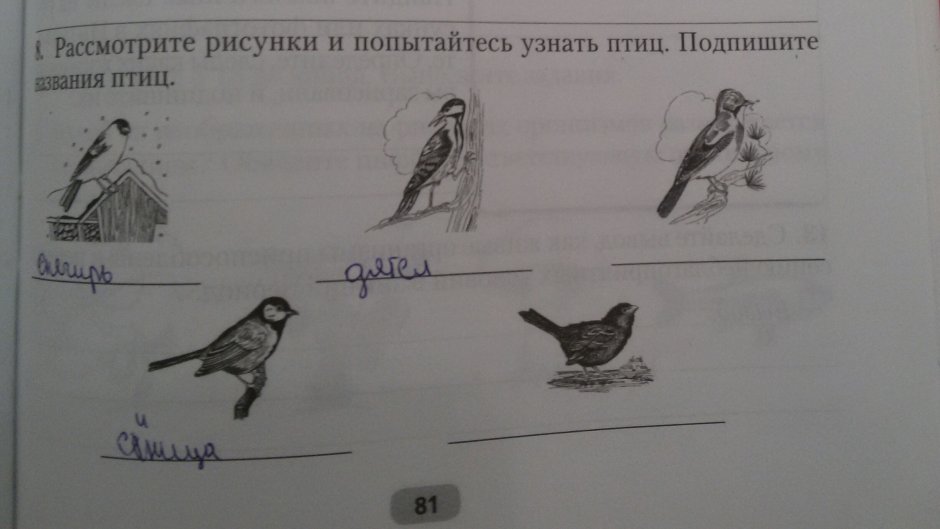 Корм зимующих птицах для дошкольников