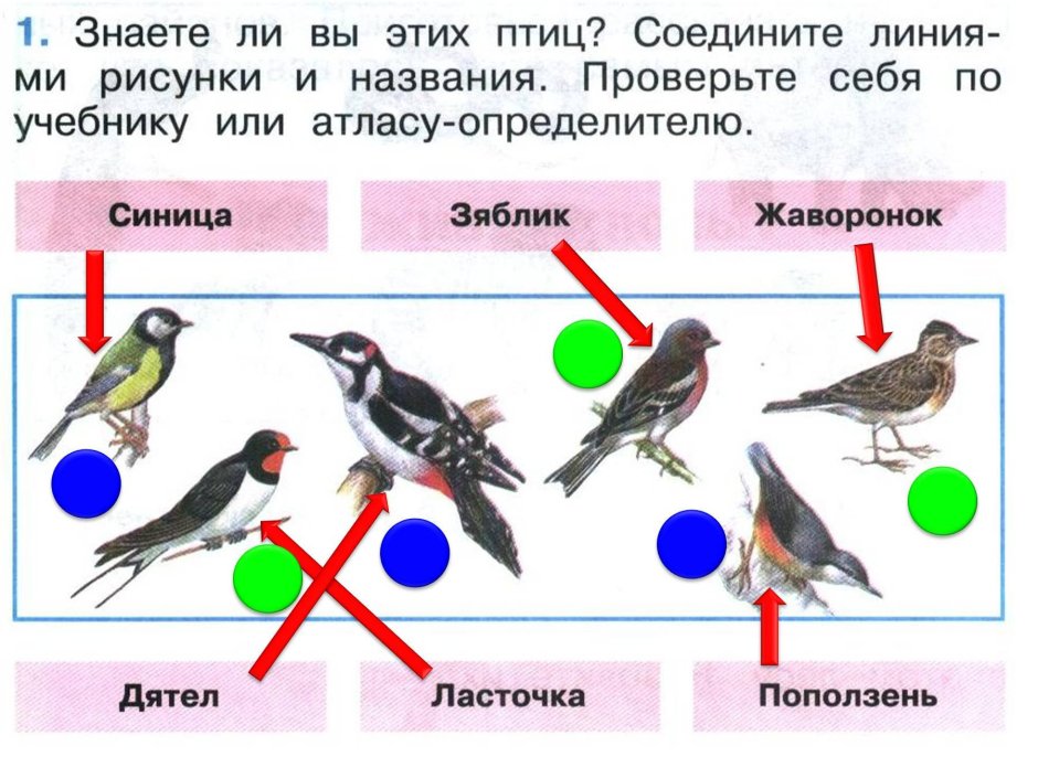Три птички на веточке