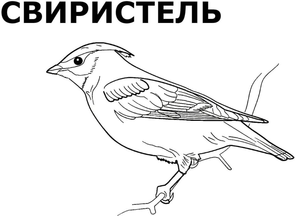 Зимующие птицы раскраски для детей