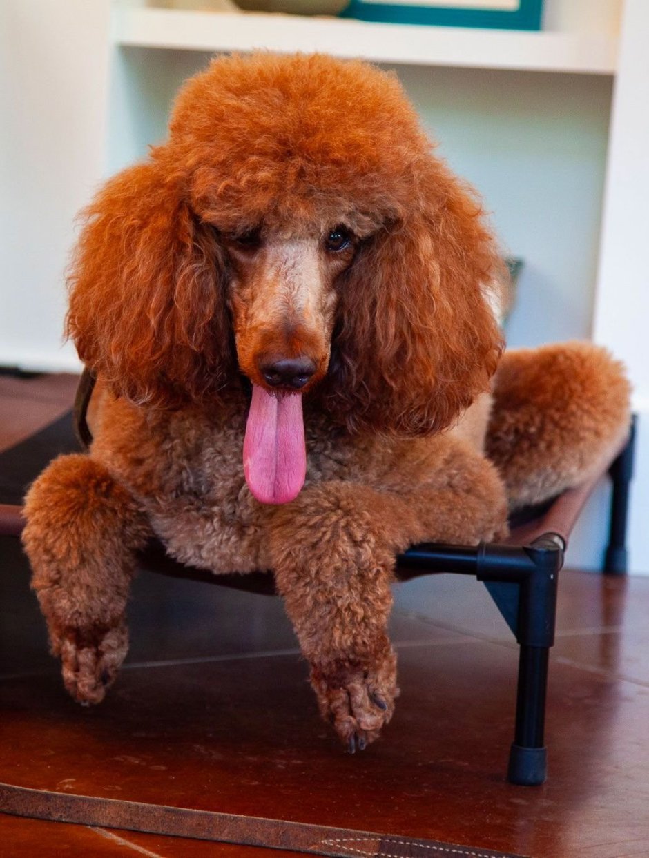 Пудель Буша