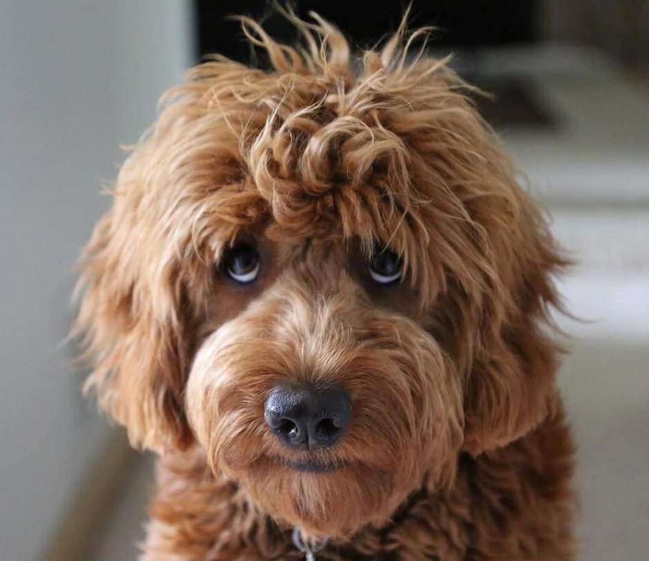 Голдендудль и лабрадудль