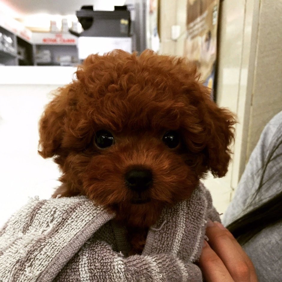 Мальтипу ред Браун