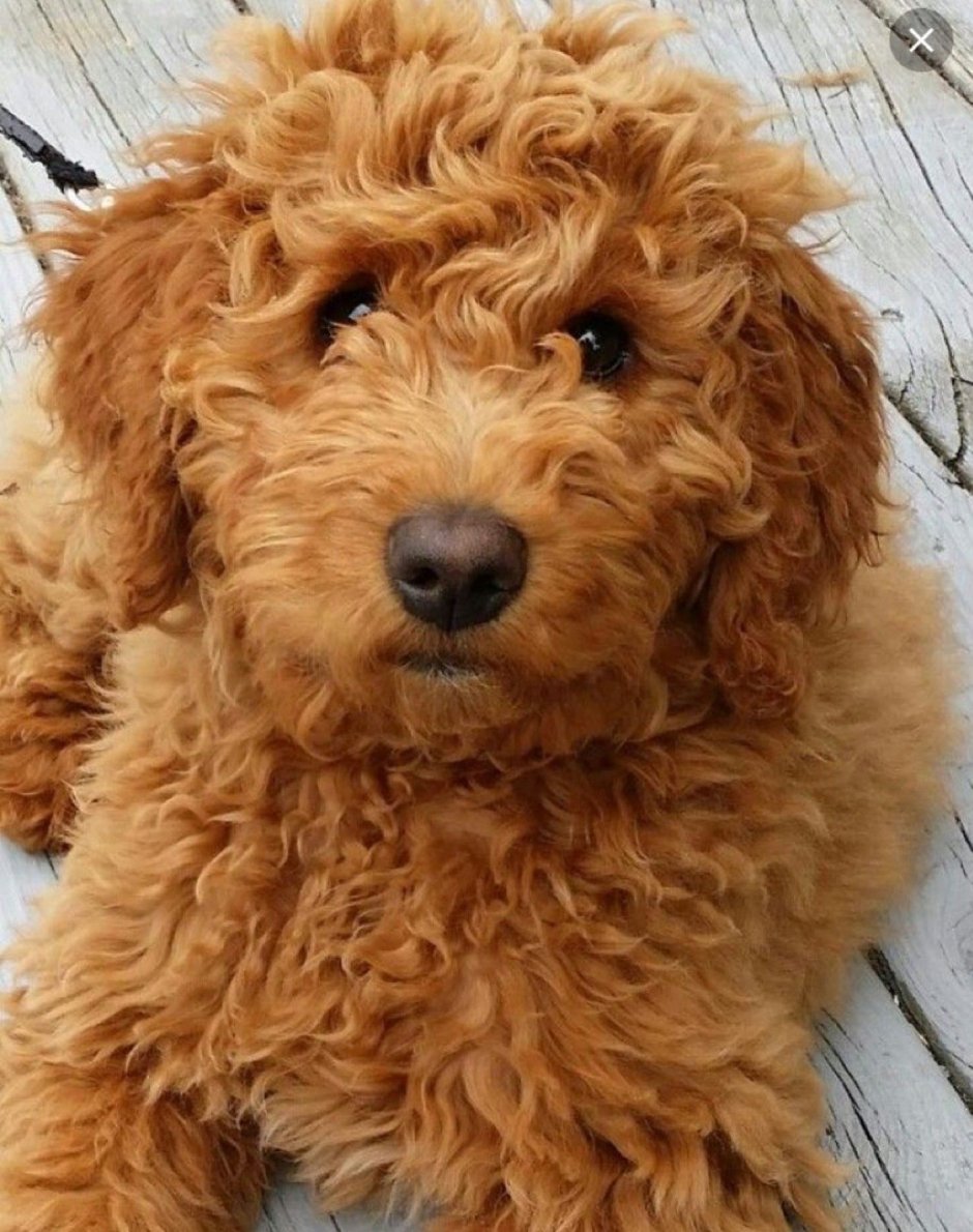 Голден пудель