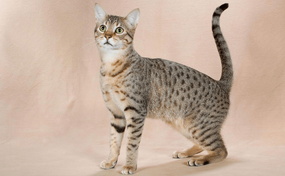 Европейская короткошёрстная кошка коричневая