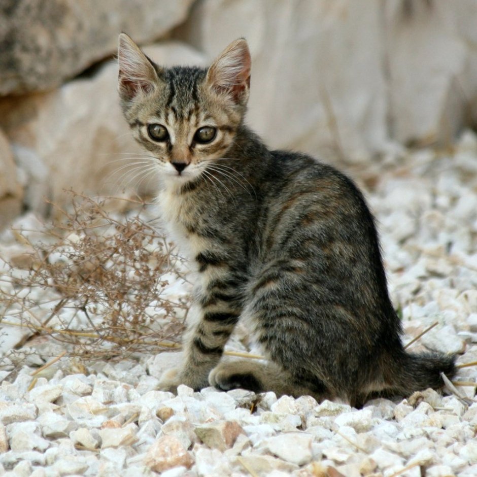 Котята египетской кошки