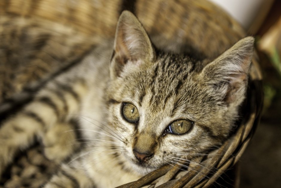 Саванна кошка