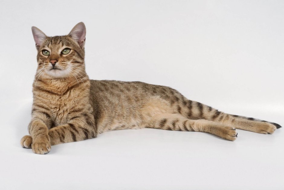 Калифорнийская сияющая кошка