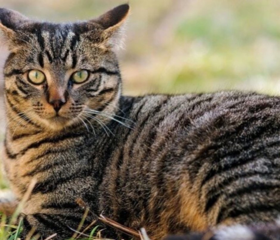 Кошки породы Уссури