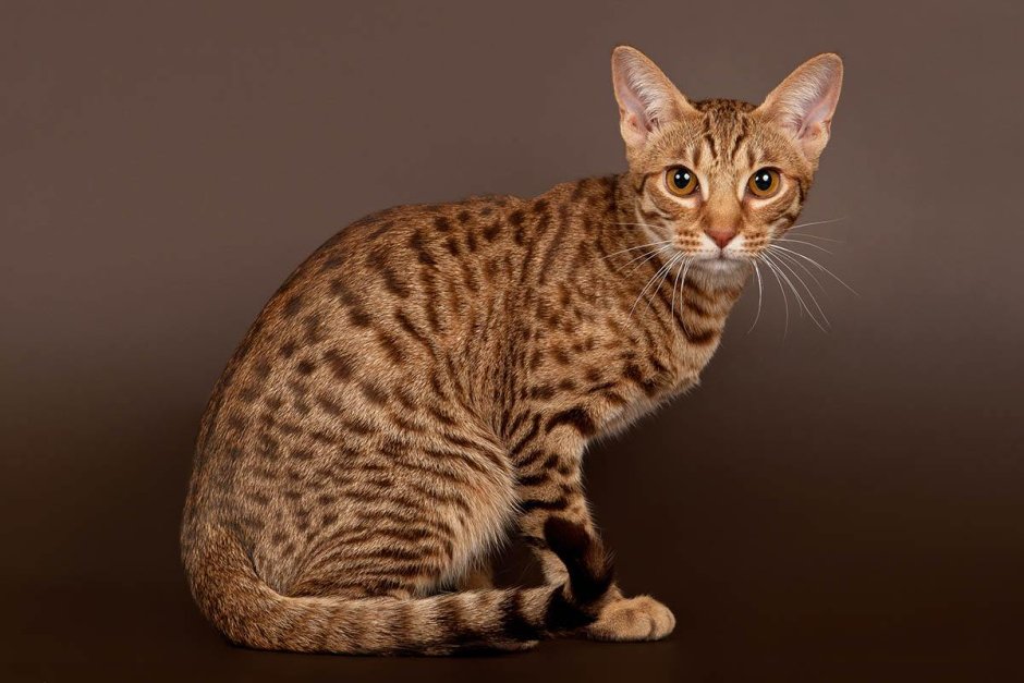 Короткошерстный кот