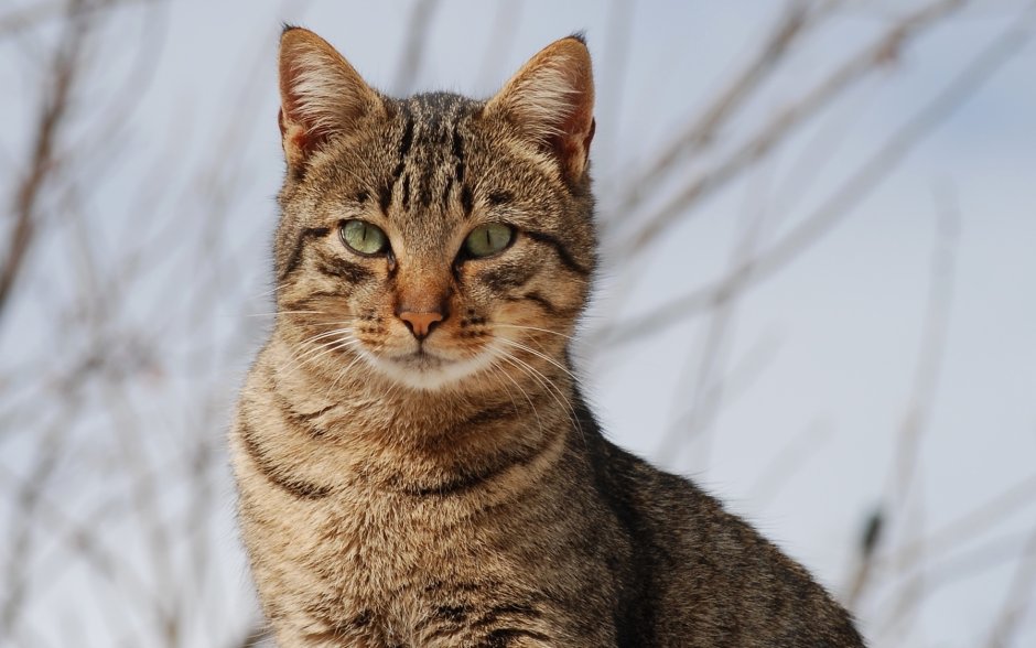 Калифорнийская сияющая кошка