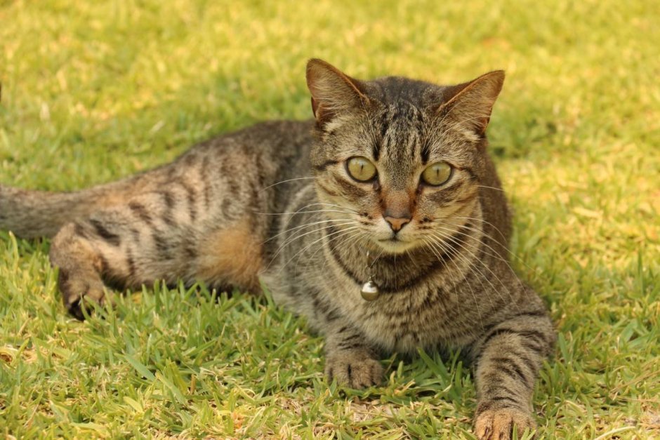 Итальянский кот