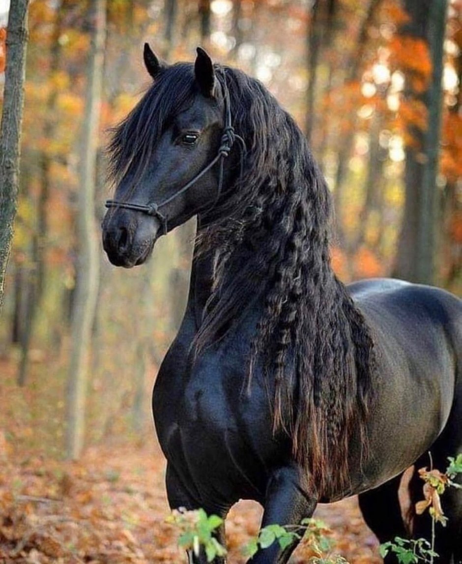 Фризская лошадь фото