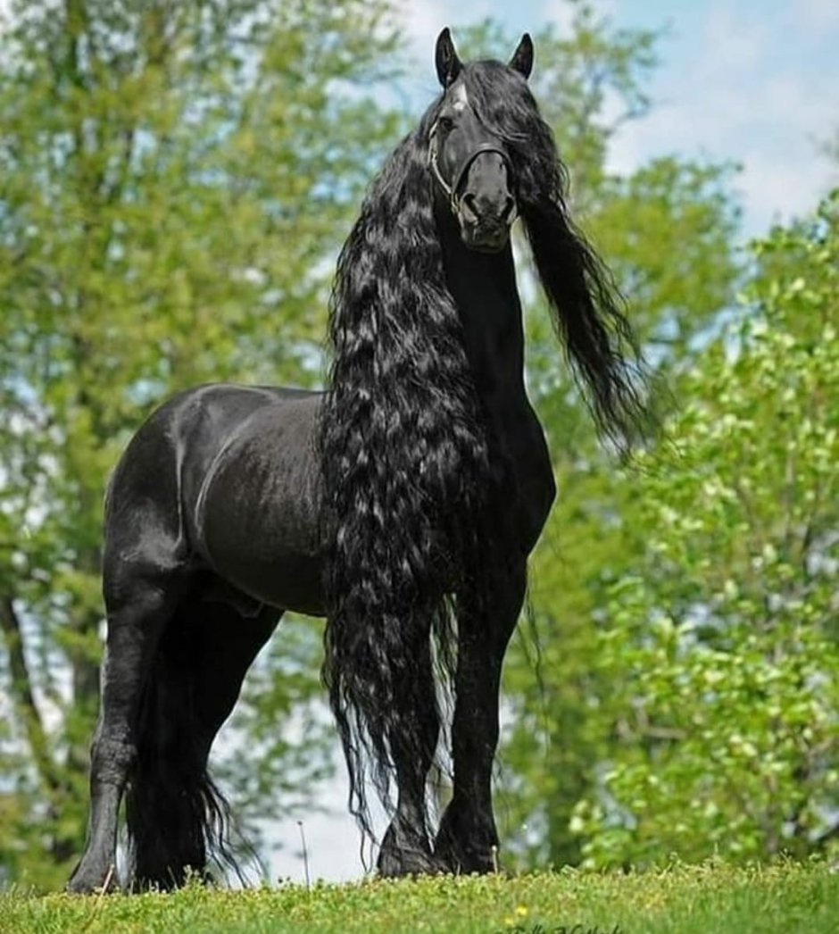 Жеребец Фридрих Великий