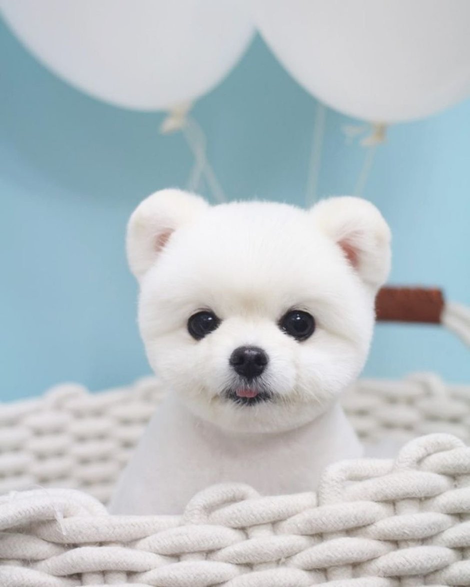 Померанский шпиц jiffpom