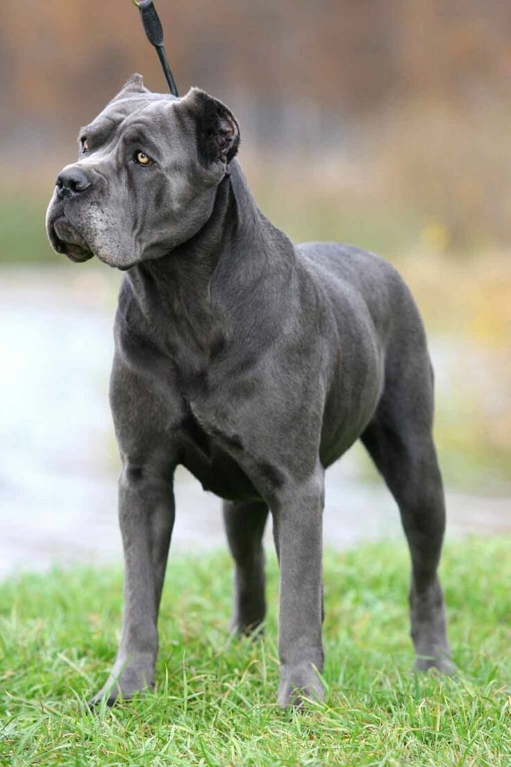 Кане Корсо (Cane Corso)