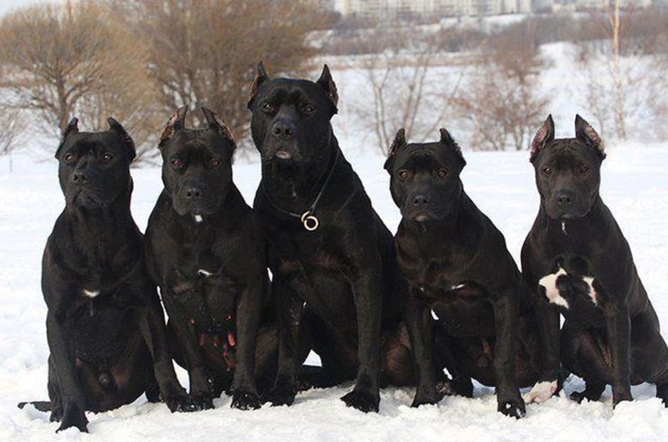 Кане Корсо черный
